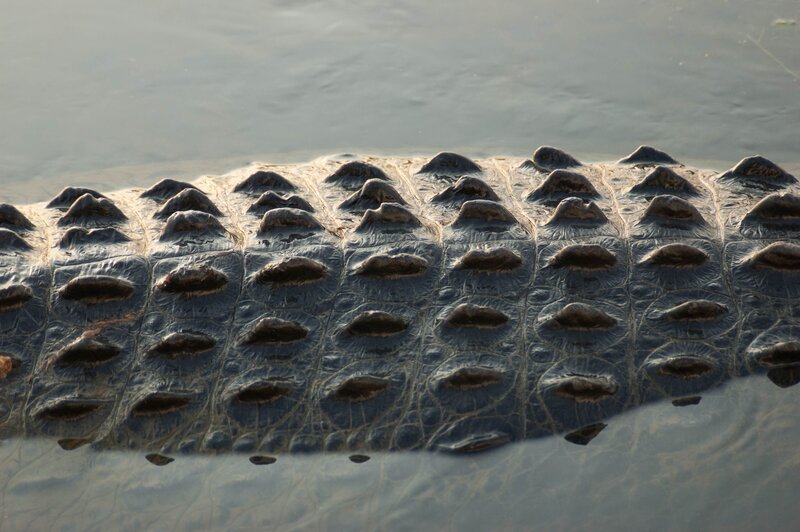 Bild: Northern Pictures