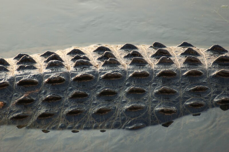 Bild: Northern Pictures