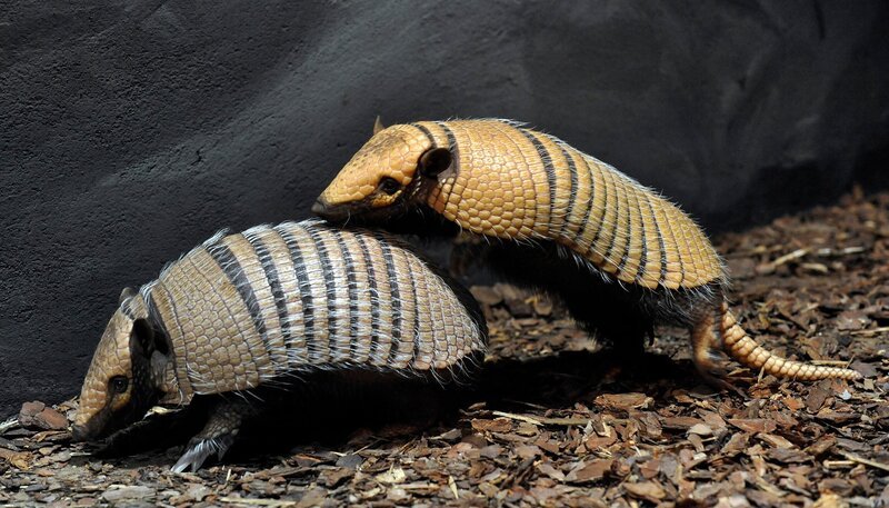 Weißborstengürteltier Oskar (re.) mit Artgenossin im Zoo Berlin – Bild: rbb/​Thomas Ernst