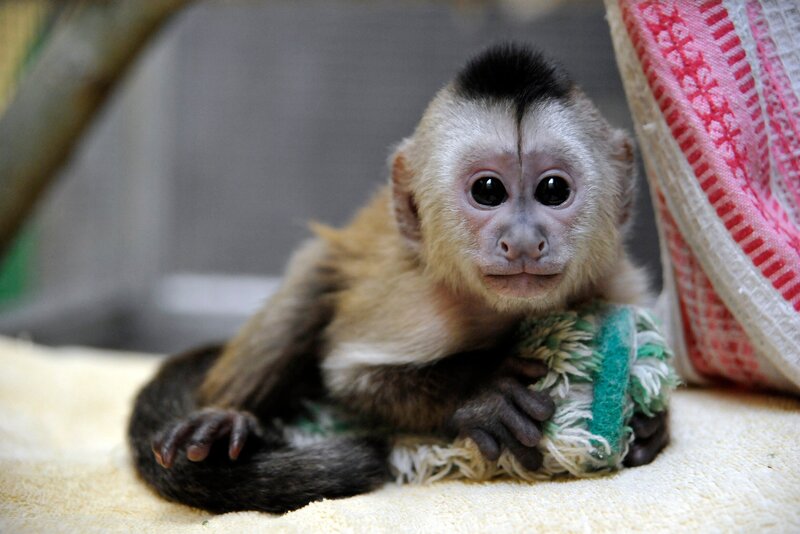 Das Kapuzineräffchen Sina im Zoo Berlin. – Bild: rbb/​Thomas Ernst