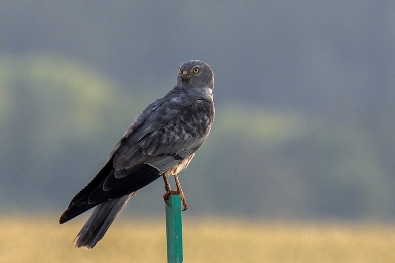 Wiesenweihe. – Bild: BR/​corvusFilm