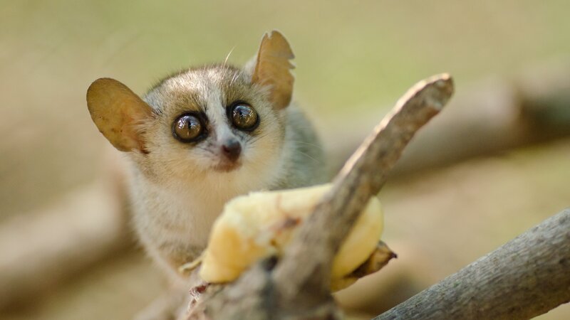 Cute reddish-gray mouse lemur, Microcebus griseorufus, feeding on banana – Bild: Not Released (NR)/​Hajakely/​Hajakely