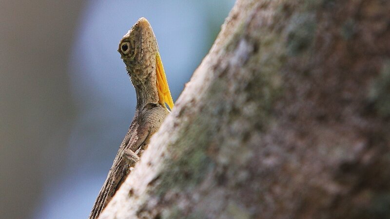 Close up of a flying dragon lizard in the tree – Bild: Not Released (NR)/​gewoonchill/​gewoonchill