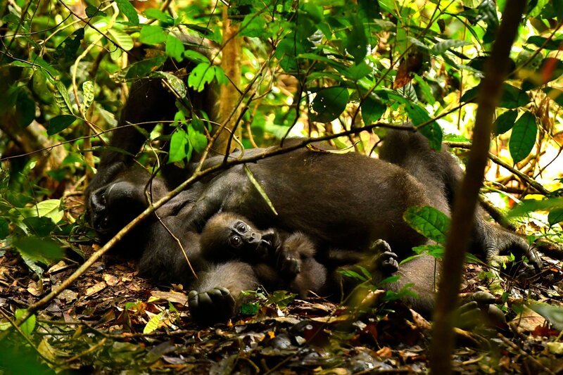 Erwachsener und Baby-Gorilla – Bild: Terra Mater Studios GmbH /​ Harald Pokieser
