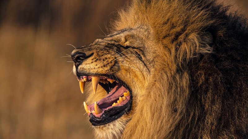 Bild: NDR/​TERRA MATER FACTUAL STUDIOS/​WILDLIFE FILMS