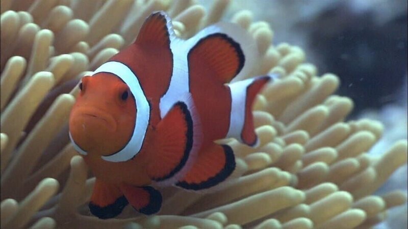 Bild: WDR/​Die Sendung mit dem Elefanten