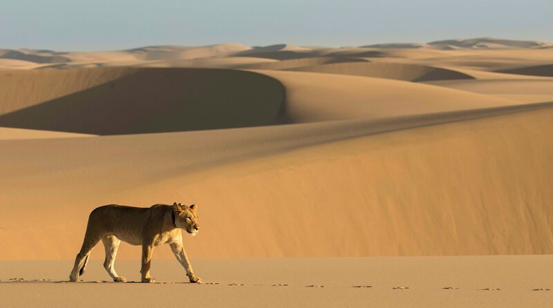 Diese Löwin ist im Sand der Wüste zu Hause. – Bild: WDR/Will Steenkamp Diese Löwin ist im Sand der Wüste zu Hause. – Bild: WDR/Will Steenkamp