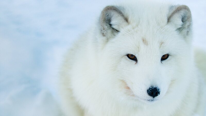 Polarfuchs (Vulpes Lagopus), Norwegen. – Bild: ZDF und ORF/​BBC/​Edwin Giesbers