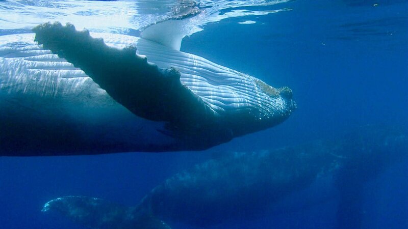 Mythos Wal – Bild: ZDF und SWR/​L. DeBarros