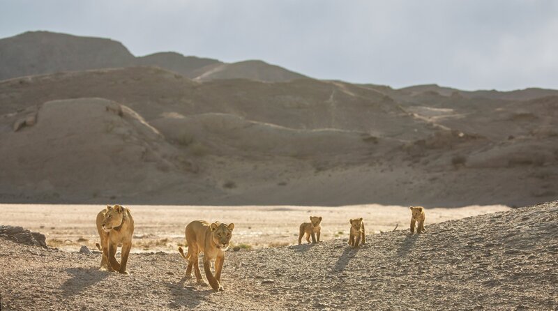 „Alpha“ und „Bravo“ führen die Jungen in die Dünen. – Bild: WDR/​Will Steenkamp