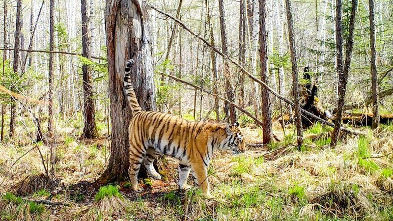Sibirischer Tiger, Durmin (Russland). – Bild: ZDF und ORF/​Interspot Film/​Franz Hafner