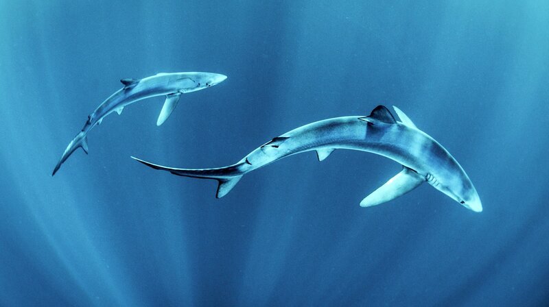 Zwei Blauhaie im klaren Wasser vor der Westküste Irlands. – Bild: NDR/​doclights/​Crossing the Line Production/​George Karbus