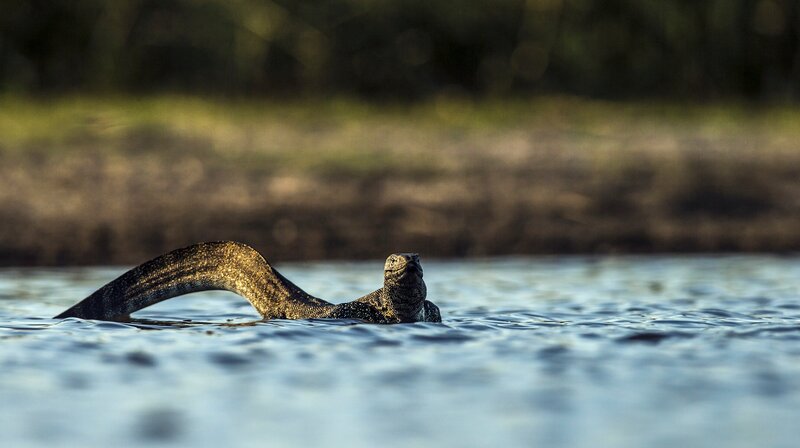 Bild: NDR/​TERRA MATER FACTUAL STUDIOS/​WILDLIFE FILMS