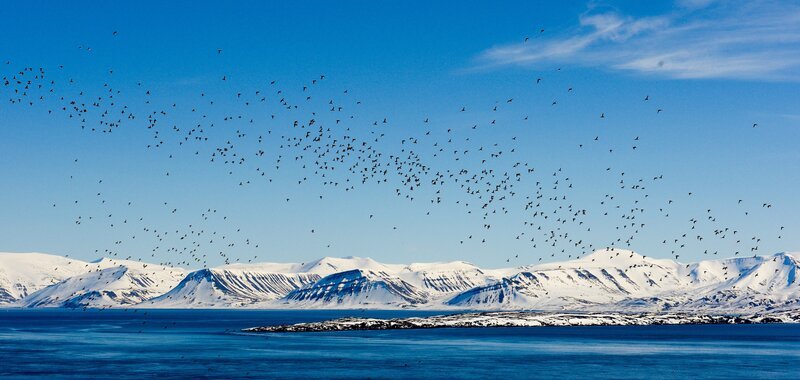 Der eisfreie Ozean macht es den Vögeln leichter an ihre Beute, den Fischen, zu kommen. – Bild: 3sat