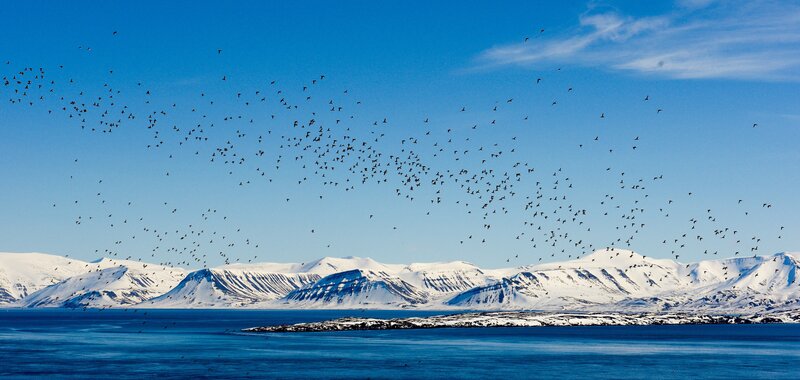 Der eisfreie Ozean macht es den Vögeln leichter an ihre Beute, den Fischen, zu kommen. – Bild: 3sat