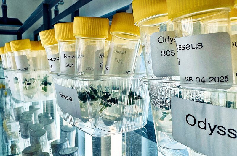 Pommes für die Fast-Food-Giganten – die Kartoffel-Sorten von Solana werden weltweit auch als Fritten, Chips und Öl verarbeitet. – Bild: NDR /​ Timo Gramer /​ blend film GmbH