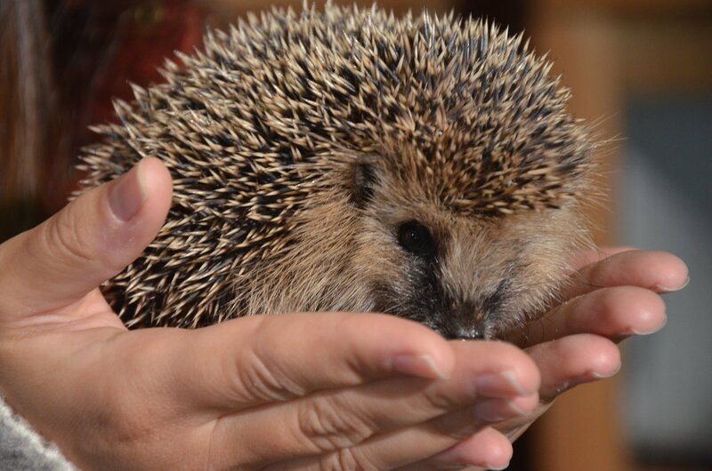 Anna und ein Jungigel. – Bild: BR/​TEXT + BILD Medienproduktion GmbH & Co. KG