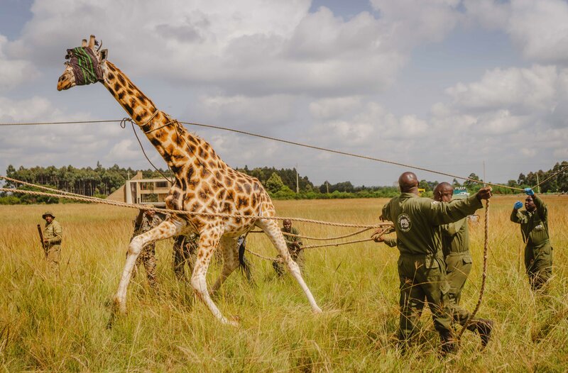 In freier Wildbahn leben heute weniger Giraffen als afrikanische Elefanten. Die Rothschild Giraffe ist besonders selten. – Bild: NDR/​MedienKontor/​Therese Engels