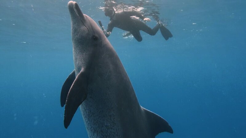 „Einstein“ taucht ab in ihre Unterwasserwelt und zeigt, wie die Schweizer Forschung den Geheimnissen der fantastischen Säugetiere auf die Spur kommt. – Bild: ZDF und SRF