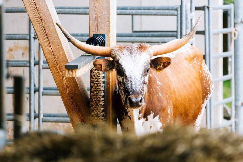 Texas-Longhorn-Rinder auf dem Hof von Familie Leichtenstern. – Bild: BR/​megaherz gmbh/​Andreas Maluche
