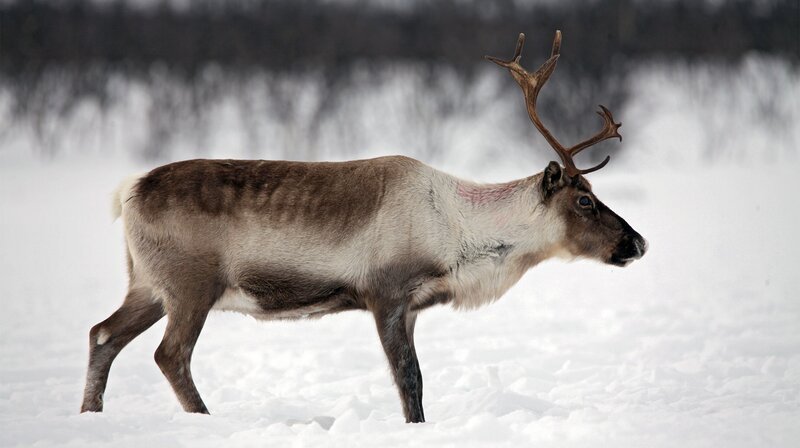  Nur Hirsche sind schnell genug für Rentierrennen.  – Bild: NDR/​Medienkontor/​J. Michael Schu