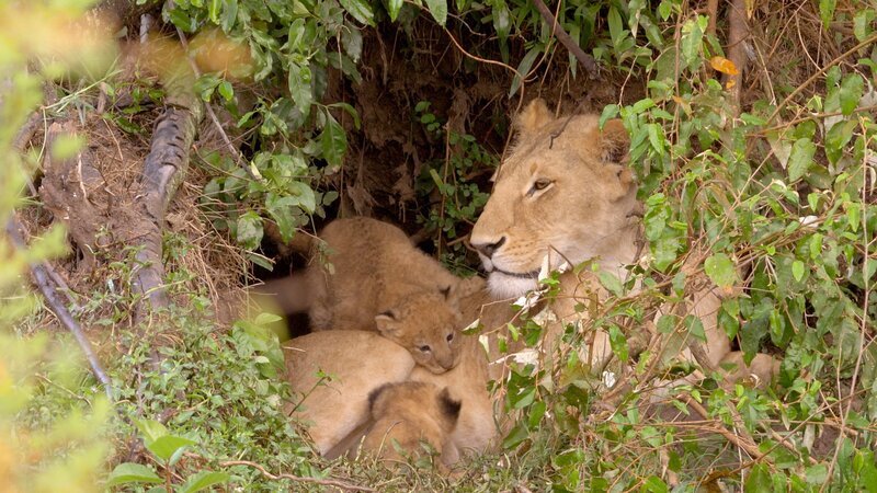 Löwinnen bringen ihre Jungen abseits des Rudels zur Welt. Erst im Alter von acht Wochen wird der Nachwuchs in das Rudel eingeführt. – Bild: ZDF and Songes de Moaď
