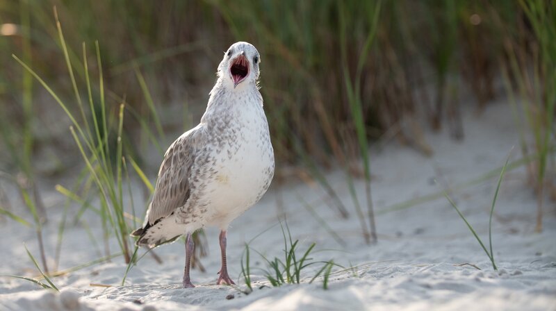 Die Nordfriesischen Inseln – Bild: NDR/​Doclights GmbH/​Flying Pangolin Film/​Michael Riegler