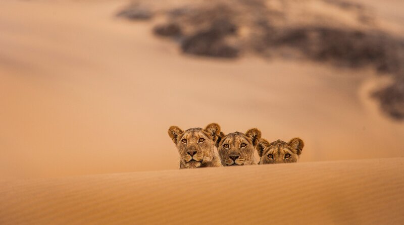 Geister der Wüste – Bild: WDR/​Will Steenkamp