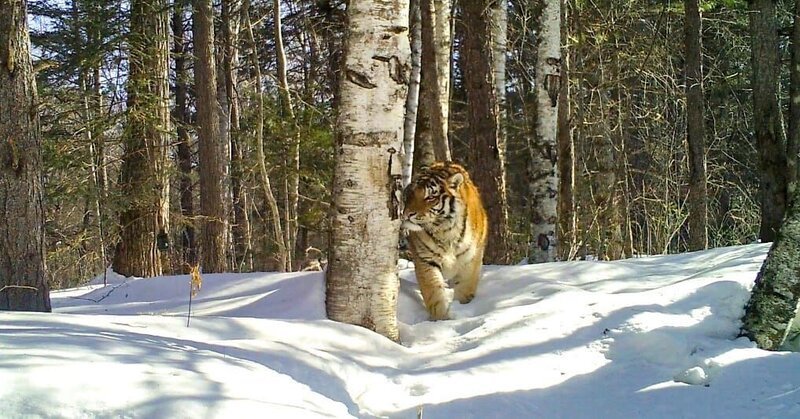 Sibirischer Tiger. – Bild: ORF/Interspot Film/Franz Hafner Sibirischer Tiger. – Bild: ORF/Interspot Film/Franz Hafner