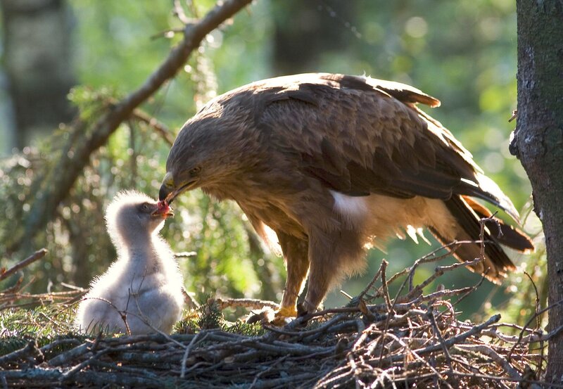 In den Wäldern Estlands: Ein Schreiadler füttert sein Küken. – Bild: NDR/​NDR/​NDR Naturfilm/​Maris Maskalans