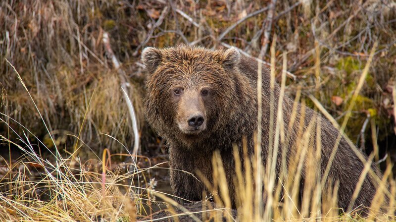 Weiblicher Grizzlybär am Fishing Branch River im Yukon in Kanada. – Bild: rbb/​WDR/​Phil Timpany/​Omnifilm Entertainment