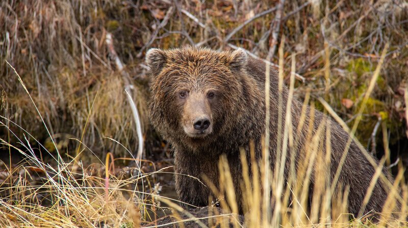 Weiblicher Grizzlybär am Fishing Branch River im Yukon in Kanada. – Bild: rbb/​WDR/​Phil Timpany/​Omnifilm Entertainment