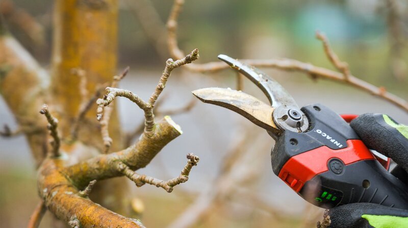 Baumschnitt – möglichst im Winter, bevor die ersten Knospen austreiben. – Bild: NDR/​Udo Tanske