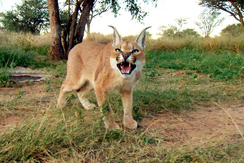 Karakal Samar bekommt eine Fleisch-Seilbahn. Die wilden Kleinkatzen fangen in der freien Wildbahn Vögel auch aus dem Flug, deshalb trainieren sie auf Harnas ihren natürlichen Jagdinstinkt und ihre Sprungkraft. – Bild: SWR/​Michael Lange