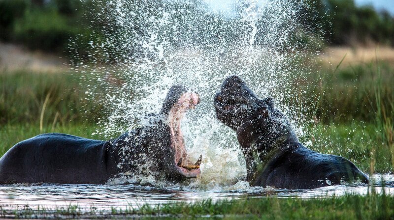 Bild: NDR/​TERRA MATER FACTUAL STUDIOS/​WILDLIFE FILMS