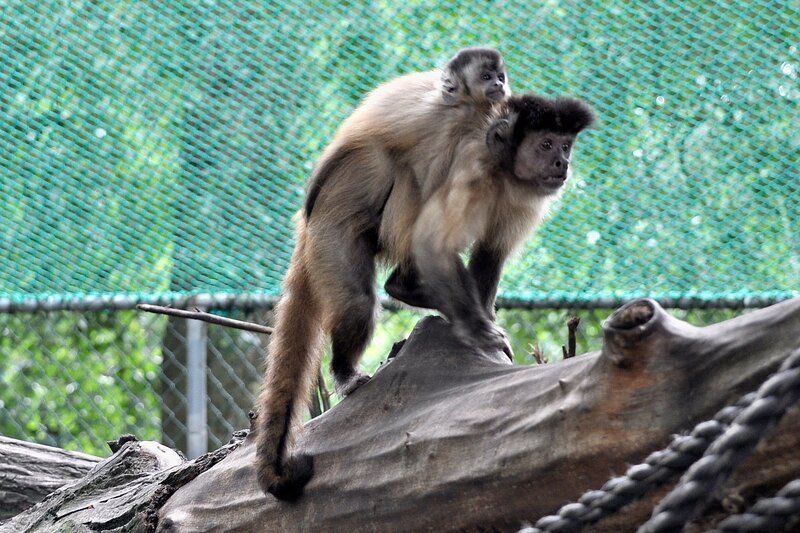 Kapuzineraffe mit Nachwuchs. – Bild: BR /​ Radio Bremen