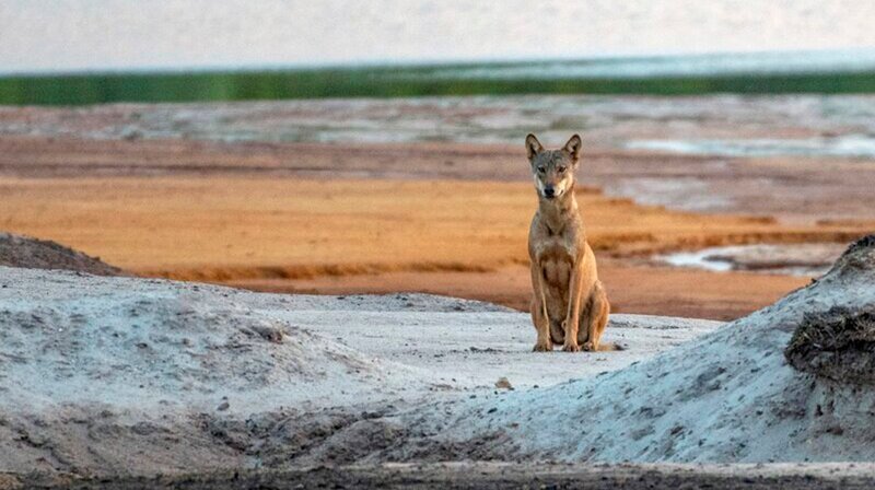 Alle Bilder in diesem Film sind „original Wildlife“: Die gezeigten Tiere wurden in freier Wildbahn gefilmt, so auch dieser Wolf. – Bild: phoenix/​HR/​Dr. Heribert Schöller/​corvusFilm