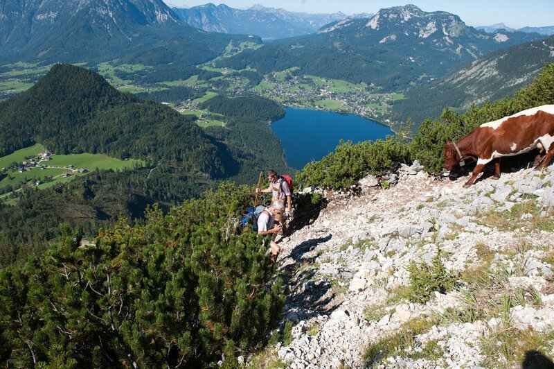 Almabtrieb im Herbst von der Stiege auf Trisselwand mit Blick auf Altausseer See. – Bild: 3sat