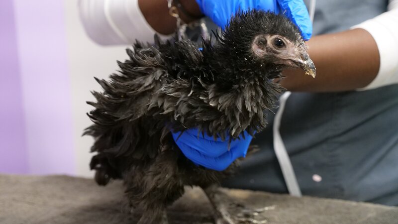 Bild: Discovery Communications, LLC