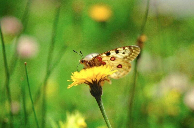 Apollofalter. – Bild: ORF/​Georg Riha