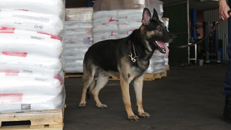 LAREDO, TEXAS- A CBP Inspection dog. – Bild: National Geographic Channels