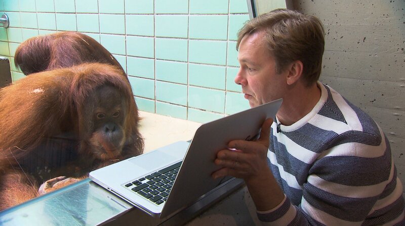 Der Richtige? Orang-Utan Weibchen Conny schaut interessiert auf die Videos von Tuan, die Claus Claussen ihr mitgebracht hat. – Bild: BR, NDR, Doclights GmbH