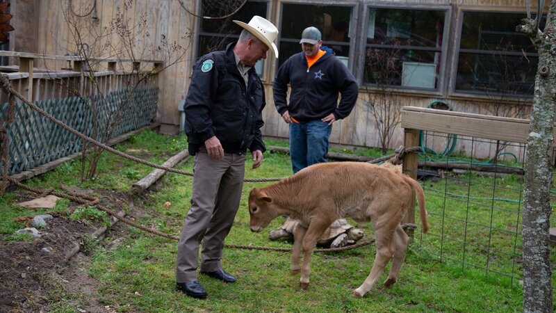 Game Warden Benny Richards and Rehabilitation center worker observing a previously rescued tortoise. – Bild: Discovery Communications, LLC