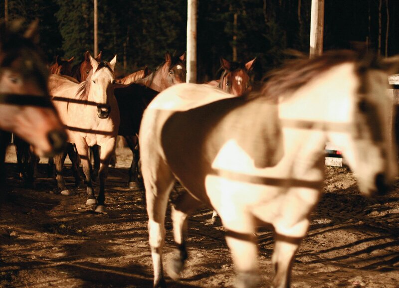 Echte Mustangs – Bild: SUS /​ SF