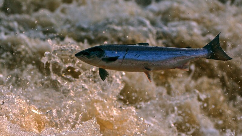 Atlantischer Lachs, auf ihren Wanderungen überwinden Lachse Stromschnellen. – Bild: 3sat
