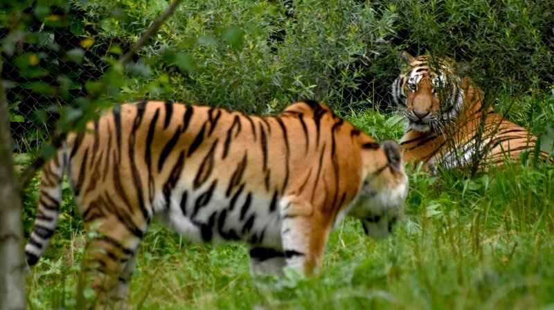 Explosives Rendevouz: Das erste Aufeinandertreffen der Tiger Maruschka und Yasha. – Bild: NDR/​Doclights GmbH