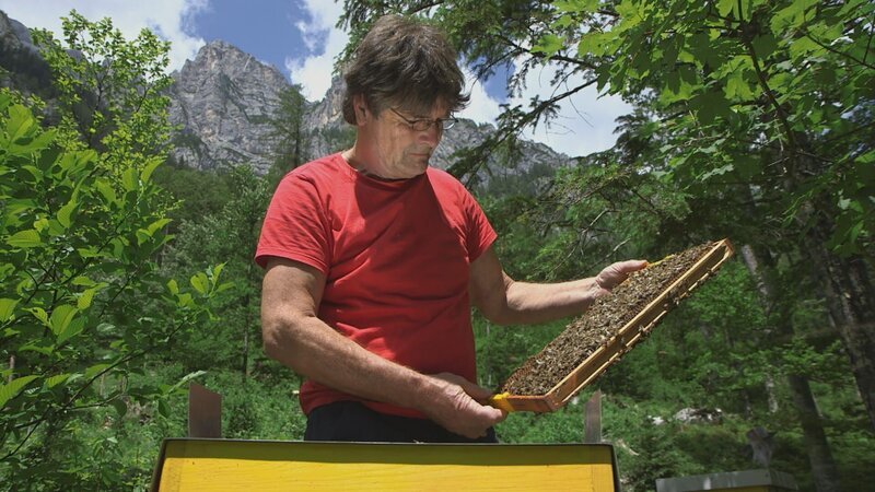 Brane Kozinc stammt aus einer Imkerfamilie, in der die Leidenschaft für die Bienen seit vier Generationen vom Vater an den Sohn weitergegeben wird. Seine Familie hat die älteste reinrassige Zucht der Kärntner Biene. – Bild: Grand Angle Productions /​ Brane Kozinc