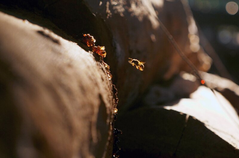 Die Melipona-Biene ist stachellos und in Südamerika zu Hause. Sie wurde zur Zeit der Maya verehrt, doch wird sie heute nur noch selten für ihren Honig gehalten, da sie sehr viel weniger produziert als ihre Verwandte, die Europäische Honigbiene. – Bild: Grand Angle Productions