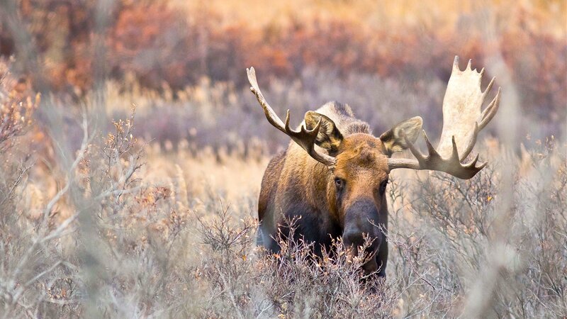 Elch. – Bild: Doclights GmbH /​ ORF /​ NDR Studios/​Hamburg