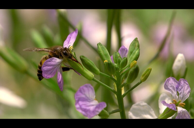 Die Riesenhonigbiene Apis dorsata kommt jedes Jahr für vier Monate nach Nilgiris in Indien. So lange haben die Honigjäger Zeit, um das flüssige Gold einzuholen. – Bild: Grand Angle Productions
